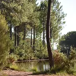 La Cachette Du Lac - Sejour Nature Entre Lac Et Ocean 6 Pers Lacanau